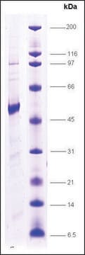 Thyroid Hormone receptor,&#945;1 human recombinant, expressed in insect cells, &#8805;80% (SDS-PAGE)