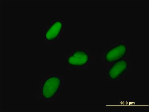 Anti-ZNF599 antibody produced in mouse purified immunoglobulin, buffered aqueous solution