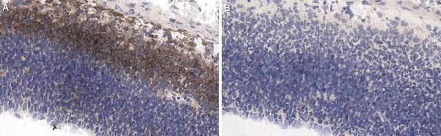 Anti-LOTUS Antibody, clone H24G11