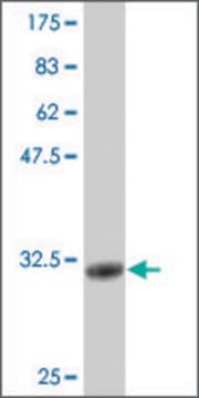 Monoclonal Anti-CGB2 antibody produced in mouse clone 4F8, purified immunoglobulin, buffered aqueous solution