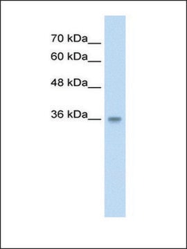 Anti-PP2447 antibody produced in rabbit IgG fraction of antiserum