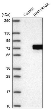 Anti-PPP1R16A antibody produced in rabbit Prestige Antibodies&#174; Powered by Atlas Antibodies, affinity isolated antibody, buffered aqueous glycerol solution, Ab2