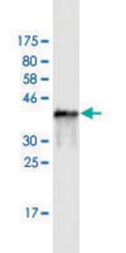 Monoclonal Anti-SH3BP5 antibody produced in mouse clone 1D5, purified immunoglobulin, buffered aqueous solution