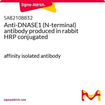 Anti-DNASE1 (N-terminal) antibody produced in rabbit HRP conjugated affinity isolated antibody