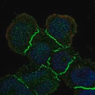 Anti-MAGI1 antibody produced in rabbit Prestige Antibodies&#174; Powered by Atlas Antibodies, affinity isolated antibody, buffered aqueous glycerol solution