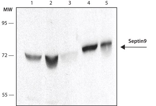 Anti-Septin 9 antibody, Rat monoclonal clone Clone 1A6C2, purified from hybridoma cell culture