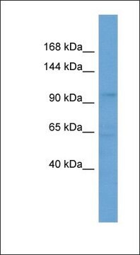 Anti-SLCO5A1 antibody produced in rabbit affinity isolated antibody