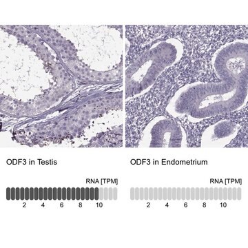 Anti-ODF3 antibody produced in rabbit Prestige Antibodies&#174; Powered by Atlas Antibodies, affinity isolated antibody, buffered aqueous glycerol solution