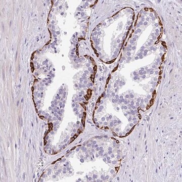 Anti-LRRC26 antibody produced in rabbit Prestige Antibodies&#174; Powered by Atlas Antibodies, affinity isolated antibody, buffered aqueous glycerol solution