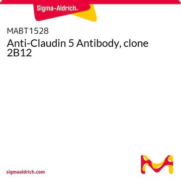 Anti-Claudin 5 Antibody, clone 2B12