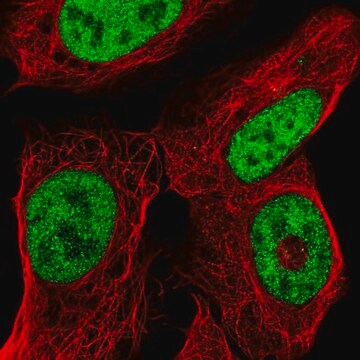 Anti-ISX antibody produced in rabbit affinity isolated antibody, buffered aqueous glycerol solution