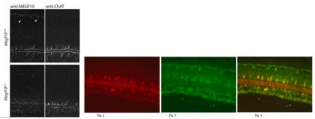 Anticuerpo anti-Megf10 from rabbit, purified by affinity chromatography