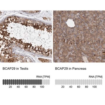 Anti-BCAP29 antibody produced in rabbit Prestige Antibodies&#174; Powered by Atlas Antibodies, affinity isolated antibody, buffered aqueous glycerol solution