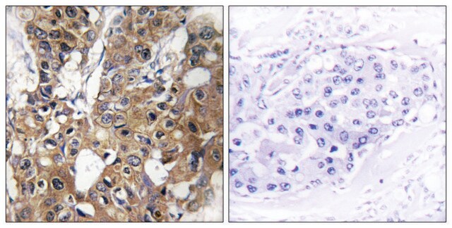 抗-CD9 兔抗 affinity isolated antibody