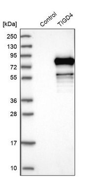 Anti-TIGD4 antibody produced in rabbit Prestige Antibodies&#174; Powered by Atlas Antibodies, affinity isolated antibody, buffered aqueous glycerol solution