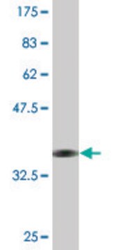 Monoclonal Anti-TFEC, (N-terminal) antibody produced in mouse clone 4F11, purified immunoglobulin, buffered aqueous solution