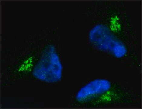 Anti-COG7 antibody produced in rabbit ~1.0&#160;mg/mL, affinity isolated antibody