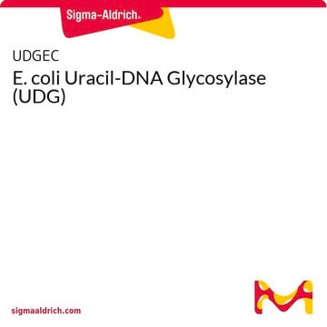 E. coli Uracil-DNA Glycosylase (UDG)