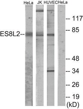 Anti-ES8L2, N-Terminal antibody produced in rabbit affinity isolated antibody