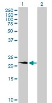 Anti-PDGFA antibody produced in mouse purified immunoglobulin, buffered aqueous solution