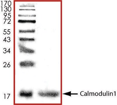 Calmodulin1, His tagged human recombinant, expressed in E. coli, &#8805;70% (SDS-PAGE), buffered aqueous glycerol solution