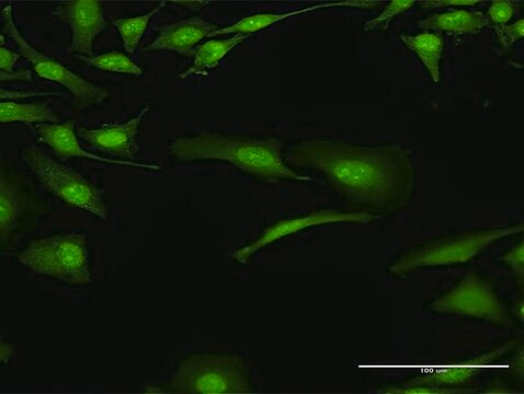 Anti-BOLL antibody produced in rabbit purified immunoglobulin, buffered aqueous solution