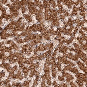 ANTI-SWT1 antibody produced in rabbit Prestige Antibodies&#174; Powered by Atlas Antibodies, affinity isolated antibody, buffered aqueous glycerol solution