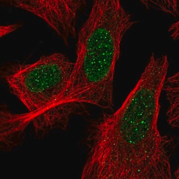 Anti-ACD antibody produced in rabbit Prestige Antibodies&#174; Powered by Atlas Antibodies, affinity isolated antibody