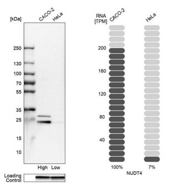 Anti-NUDT4 antibody produced in rabbit Prestige Antibodies&#174; Powered by Atlas Antibodies, affinity isolated antibody, buffered aqueous glycerol solution