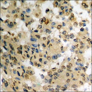 Anti-phospho-JAK2 (pTyr931) antibody produced in rabbit affinity isolated antibody