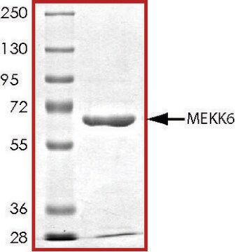 MEKK6, active, GST tagged human PRECISIO&#174;, recombinant, expressed in baculovirus infected Sf9 cells, &#8805;70% (SDS-PAGE), buffered aqueous glycerol solution