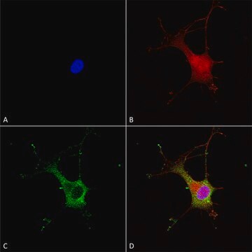 Monoclonal Anti-Versican - Percp antibody produced in mouse clone S351-23, purified immunoglobulin