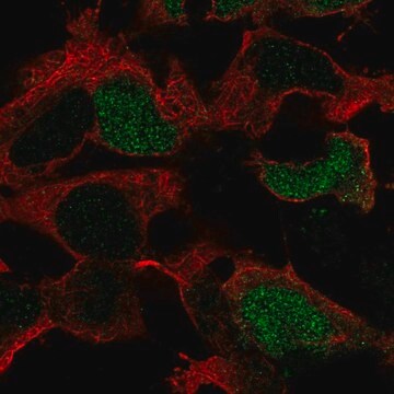 Anti-POU3F4 antibody produced in rabbit Prestige Antibodies&#174; Powered by Atlas Antibodies, affinity isolated antibody