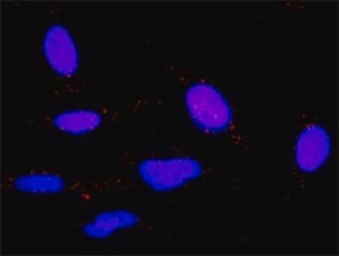 Monoclonal Anti-HRH1 antibody produced in mouse clone 3D1, purified immunoglobulin, buffered aqueous solution