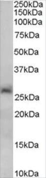 Anti-SIRT3 antibody produced in goat affinity isolated antibody, buffered aqueous solution