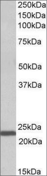 Anti-IL15 antibody produced in goat affinity isolated antibody, buffered aqueous solution