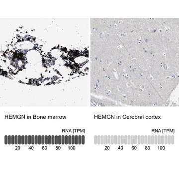 Anti-HEMGN antibody produced in rabbit Prestige Antibodies&#174; Powered by Atlas Antibodies, affinity isolated antibody, buffered aqueous glycerol solution, Ab3