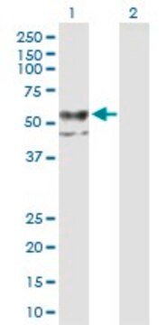 Anti-CHST12 antibody produced in mouse purified immunoglobulin, buffered aqueous solution