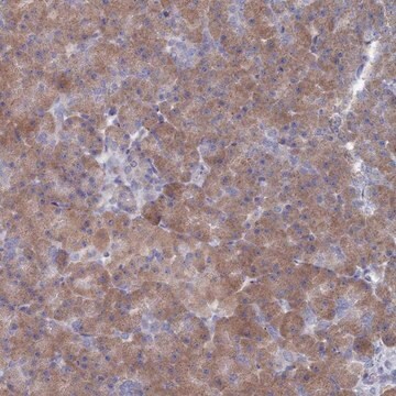 Anti-TMEM128 antibody produced in rabbit Prestige Antibodies&#174; Powered by Atlas Antibodies, affinity isolated antibody, buffered aqueous glycerol solution