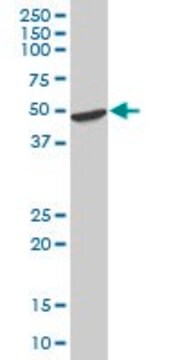 Anti-HOMER2 antibody produced in mouse IgG fraction of antiserum, buffered aqueous solution