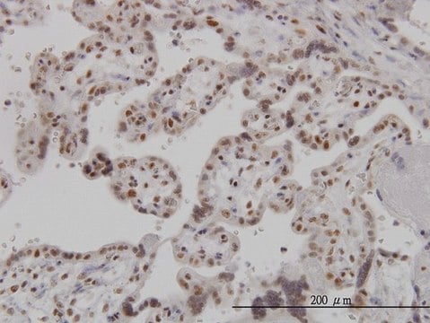 Monoclonal Anti-ARL6IP4 antibody produced in mouse clone 5E5, purified immunoglobulin, buffered aqueous solution