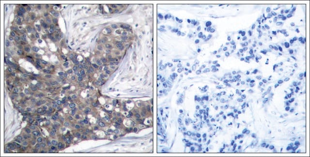 Anti-EIF2S1 (Ab-51) antibody produced in rabbit affinity isolated antibody