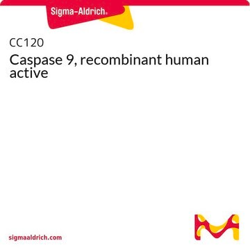 Caspase 9, recombinant human active