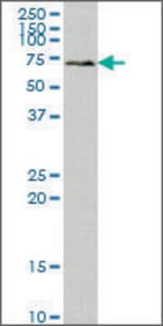 Monoclonal Anti-SYK antibody produced in mouse clone 4A7, ascites fluid