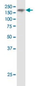 Monoclonal Anti-NPC1 antibody produced in mouse clone 4H2, purified immunoglobulin, buffered aqueous solution