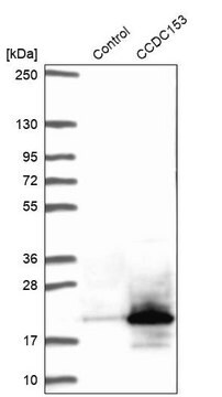 Anti-CCDC153 antibody produced in rabbit Prestige Antibodies&#174; Powered by Atlas Antibodies, affinity isolated antibody, buffered aqueous glycerol solution