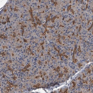 Anti-ZNF343 antibody produced in rabbit Prestige Antibodies&#174; Powered by Atlas Antibodies, affinity isolated antibody, buffered aqueous glycerol solution