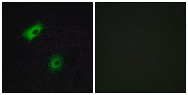 Anti-OR5A2 antibody produced in rabbit affinity isolated antibody