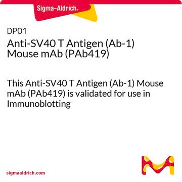 Anti-SV40 T Antigen (Ab-1) Mouse mAb (PAb419) This Anti-SV40 T Antigen (Ab-1) Mouse mAb (PAb419) is validated for use in Immunoblotting