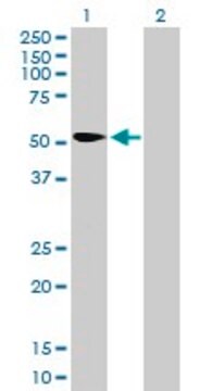 Anti-KPNA2 antibody produced in mouse purified immunoglobulin, buffered aqueous solution